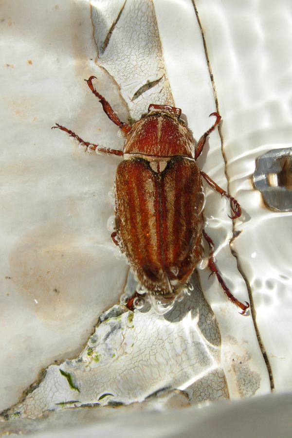 Da Creta: Polyphylla boryi e Anoxia matutinalis